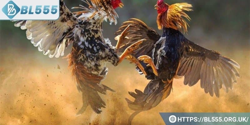 Đá gà BL555 là gì?